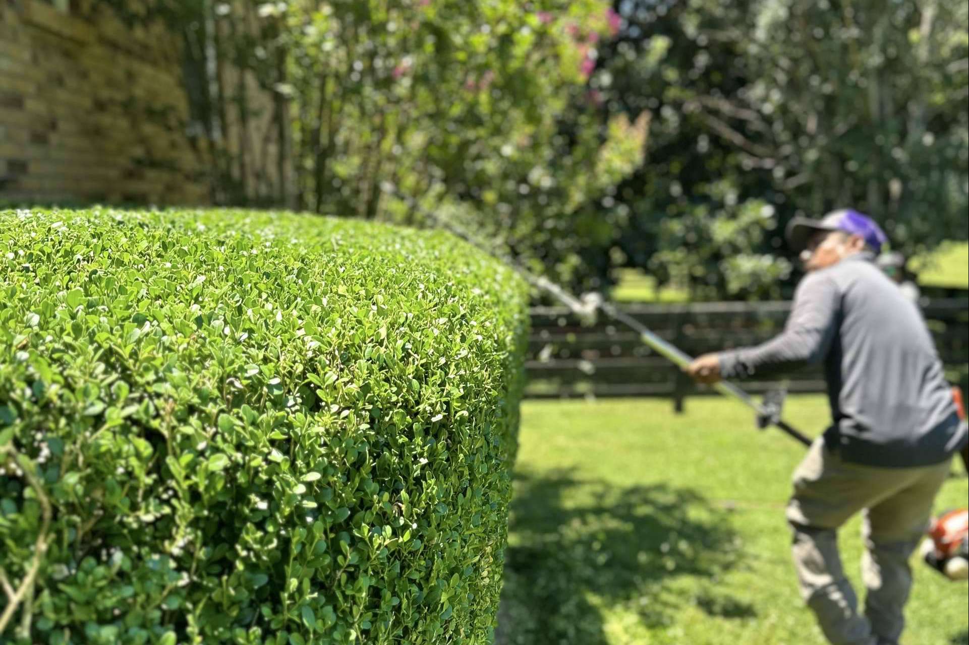 Hedge trimmers, art in bushes and trees