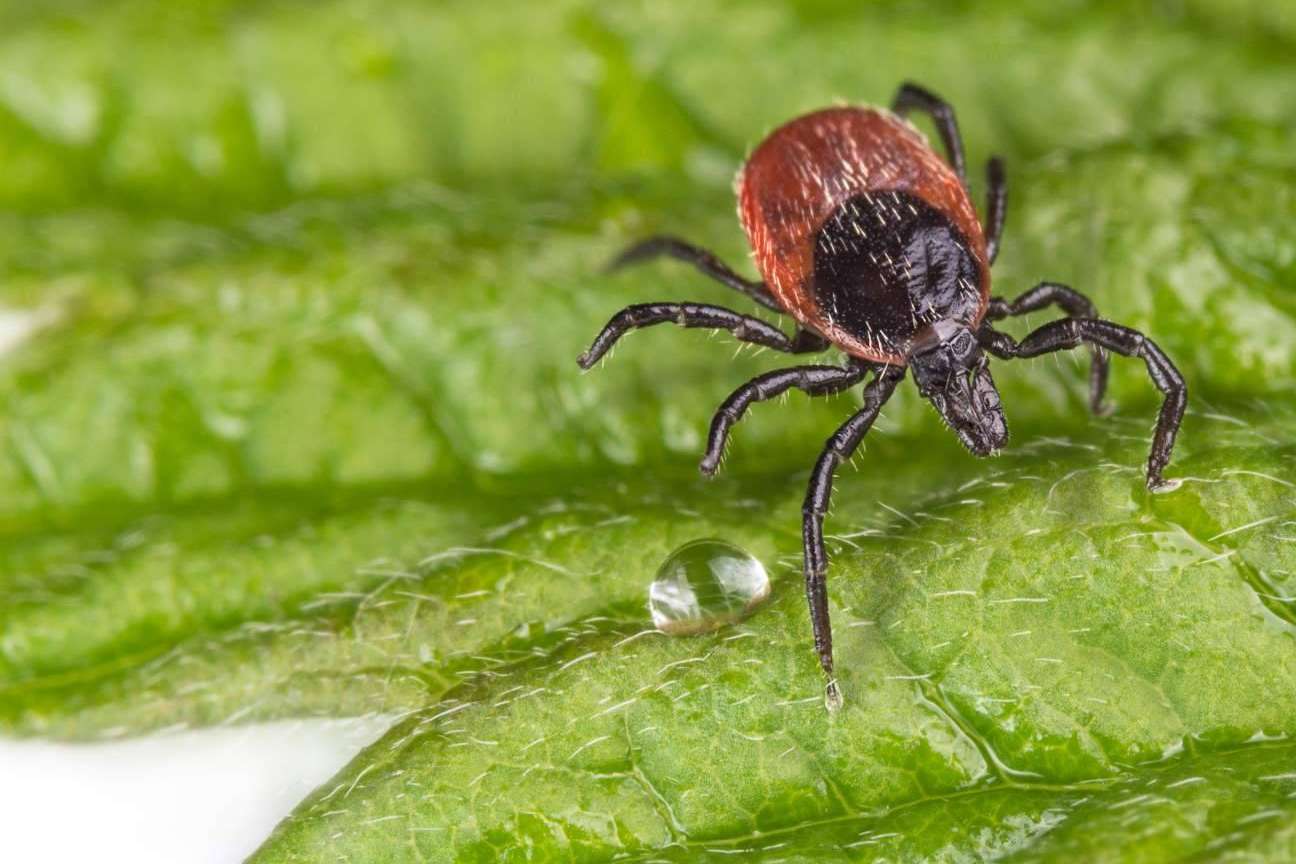 IAH Wellness revolutionizes the treatment of Lyme and co-infections with its LACI protocol