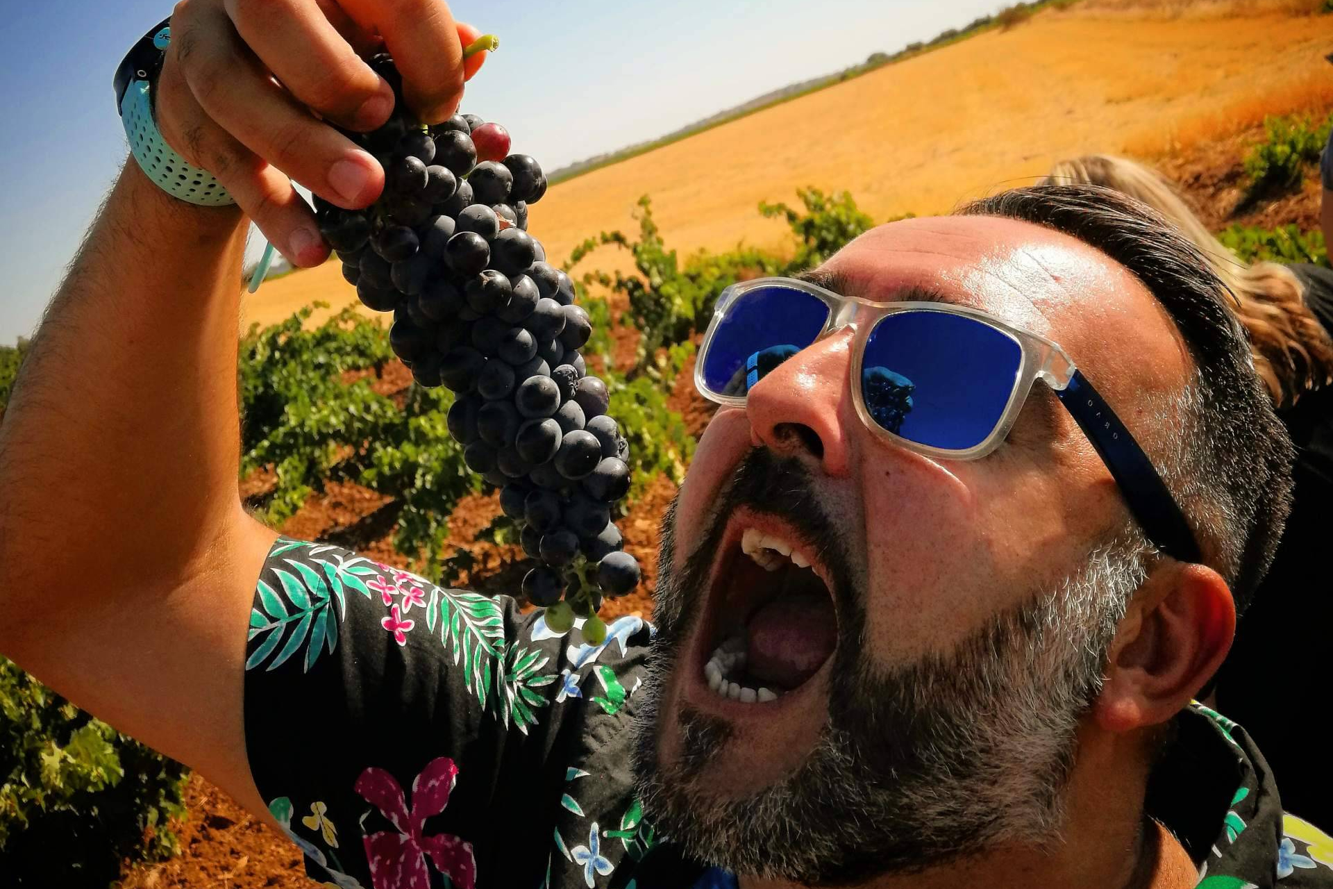 Wine Tours From Madrid explains why blend different grape varieties in the wine enhances complexity